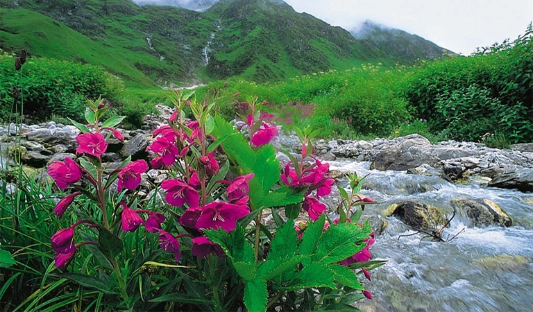 Valley of Flowers Trek Package